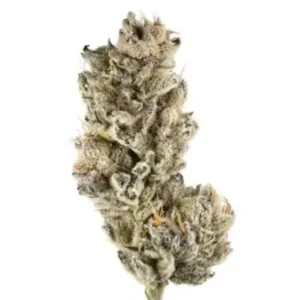 Black Cherry – Potent Indica for Deep Relaxation